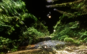 website film garden
