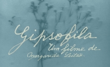 Gipsofila cartaz SITE